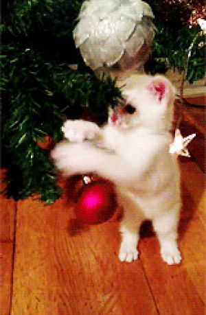 christmas animals,animals,christmas,kitten,play,animal christmas,ornament