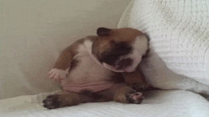 face plant,french bulldog,sleeping,sleepy,pass out