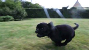 puppy,video,comments,pug