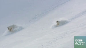 polar bear,fun,animals,slide,sneaky,bbc earth