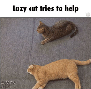 cats,lazy,tries