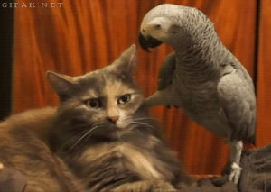 parrot,african grey,not amused,cat