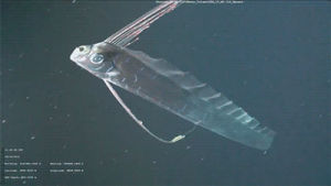 fish,oarfish,regalecus glesne,biology,animals,science,video,ocean
