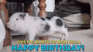 happy birthday,birthday,hbd,happy birthday funny,birthday card,pig