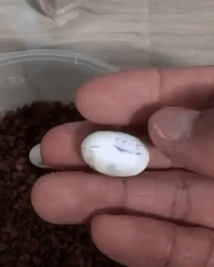 egg,lizard,hatching