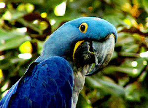 macaw,parrot,animals,blue,bird,wings,bite