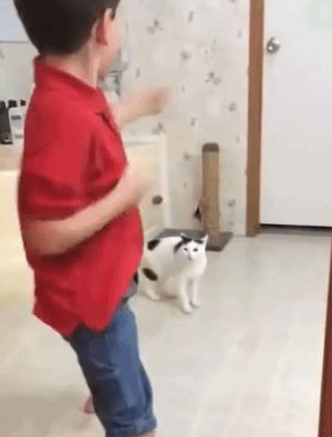 fight,karate,cat,cat attack