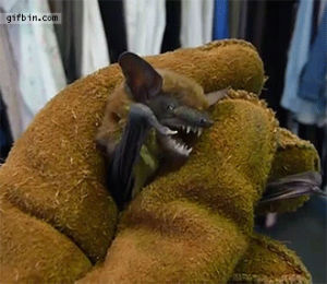 angry,bat