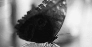 black and white,animals,black,butterfly,land,wing,flap