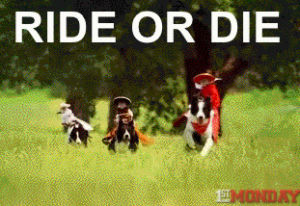 ride or die,dog,monkey,riding,cowboy,desperado