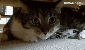 spying,creepy,funny,cat,mixed,upside down