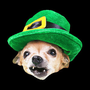 st patricks day,ireland,chihuahua,holidays,party,laughing,transparent,dog,laugh,green,spd