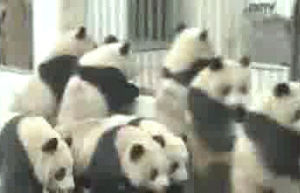 panda,stampeed,stampeeds