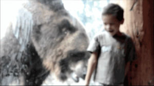 animals,bear,child,zoo