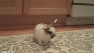 rabbit,animals,bunny,leaping,cute rabbit,cuteanimal