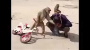 fight,monkey,cigrate