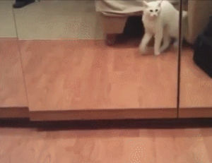 mirror,cat,scared