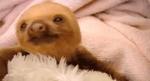 baby sloth,sloths,cute,sloth