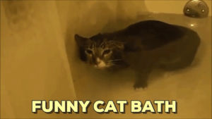 bath,cat