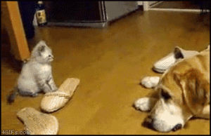 adorable,dog,funny,cat,cute,reactions,kitten,attack