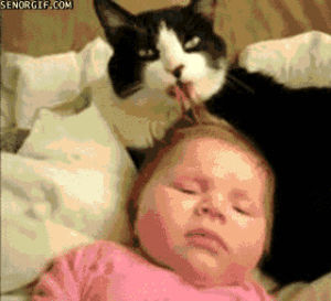 licking,cat,babies,haircare