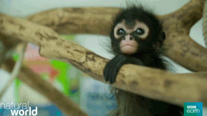monkey,spider monkey,cute,baby,bbc earth,natural world,jungle hospital