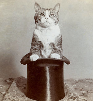 3d,stereograph,magic,wiggle,wigglegram,top hat,fancy,catz,kitty,cat,vintage,vintage3d,kitteh,bw
