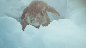 snow,rabbit
