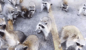 raccoon,doritos,funny,cute,crazy,eat,stand,mixed