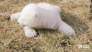 polar bear,animals,baby,white,bear,sneeze,polar