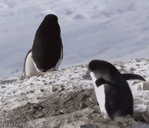 snow,penguin,animals,thief