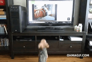 tv,funny,cute,dog,watch,jumping,home video,imitate