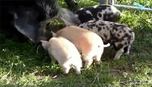 pig,pigs,baby animals,piglets,baby pig