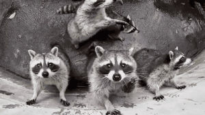 raccoon,cute,critters