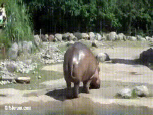 hippo,always,pet