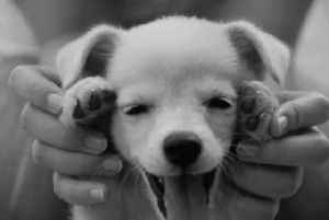 its so fluffy,adorable,so cute,cute puppy,cute pets