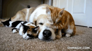 sleep,cuddle,funny,cat,cute,dog,animals,friends,kittens