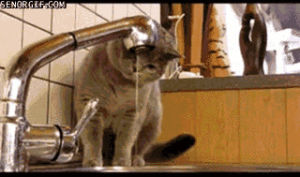 cat,animals,water,drinking,playing,curious,sink