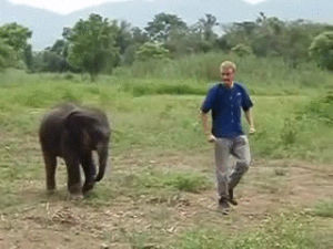 animals being jerks,cheeky,baby,elephant
