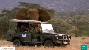 animals,nature,bbc,elephants,bbc earth,encounter,up close,natures epic journeys