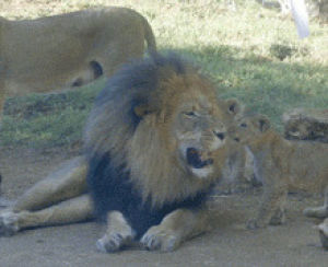wildlife,zoo,animals,nature,lion,cub,cubs,baby animals,san diego zoo safari park,lion cubs,african lion