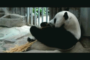 GIF bird macaws animals - animated GIF on GIFER