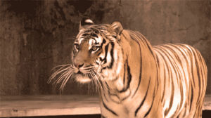 annoyed,tiger