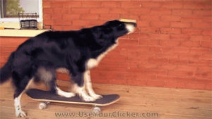 balance,dog,skateboarding animal