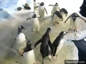 penguin,laser,chasing,pointer