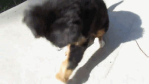 bernese mountain dog,reaction,excited,puppy,lemon