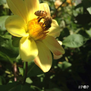 bee,flower,nature,bees,gopop,poptheapp,the answer,coppelia ballet