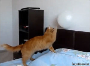 cat,animals,fail,balloon