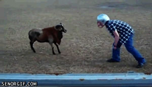 idiot,goat,fail,buck,animals,man,helmet,ram