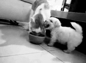 cat,dog,fight,puppy,eating